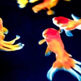 「10年？5年？3年？1年？」永住権申請のためには、どのくらい日本に住む必要があるのか