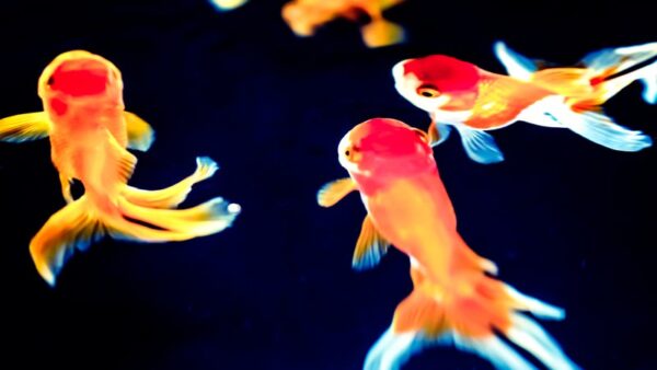 「10年？5年？3年？1年？」永住権申請のためには、どのくらい日本に住む必要があるのか