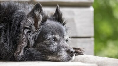 犬を飼うときの手続き【川崎市】