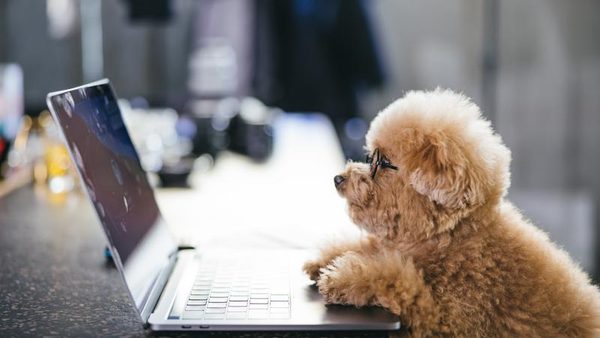 定住者ビザにはどんな種類がある?告示定住・告示外定住を類型ごとに詳しく解説
