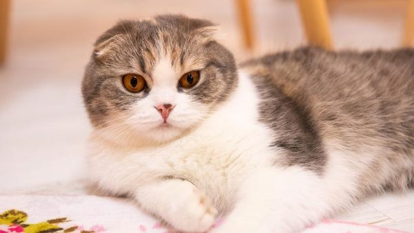 技人国ビザで入社後の接客研修は可能？許容される実務研修と注意点