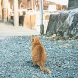 在留資格更新・変更申請が不許可になった場合の対応方法
