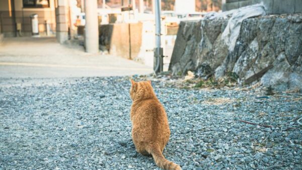 在留資格更新・変更申請が不許可になった場合の対応方法